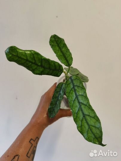 Хойи разные