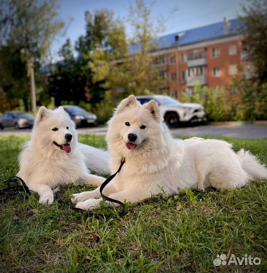 Щенки самоеда