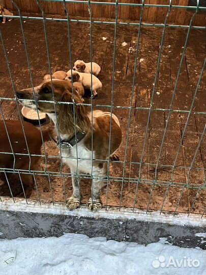 Русский спаниель