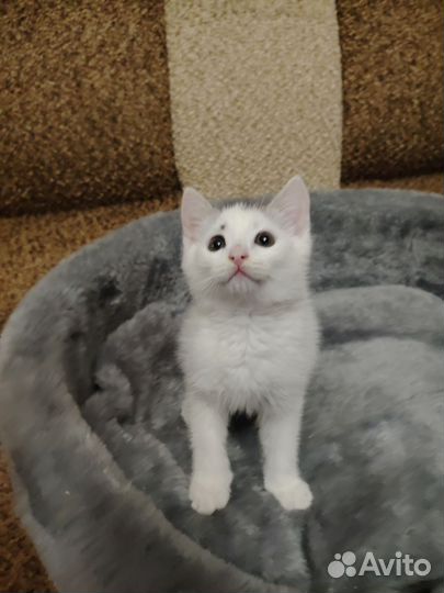 Отдам в добрые руки