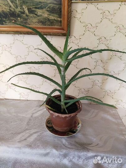 Алоэ столетник