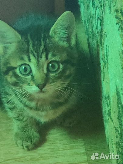 Котенок девочка бесплатно