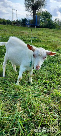 Козлята