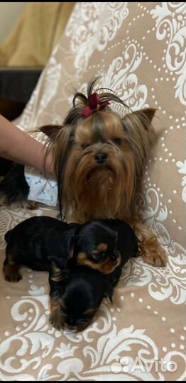 Йоркширский терьер мини вязка