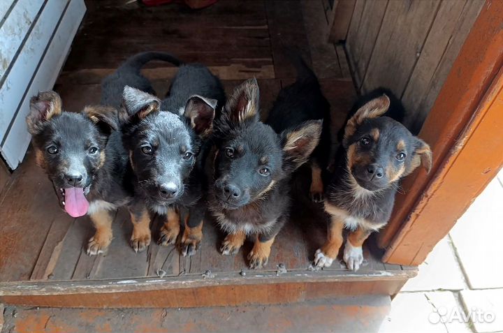 Отдам щенков в добрые руки