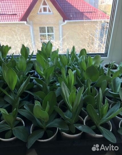 Рассада эустомы оптом