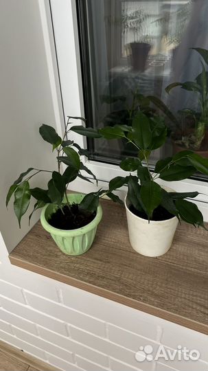 Фикус бенджамина