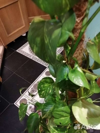 Сциндапсус - лиана на палке-опоре