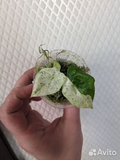 Alocasia fornicata marble variegated