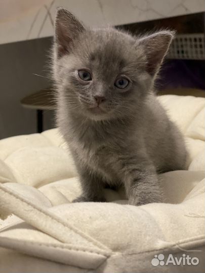 Кошка в дар