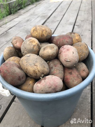Продам картофель домашний