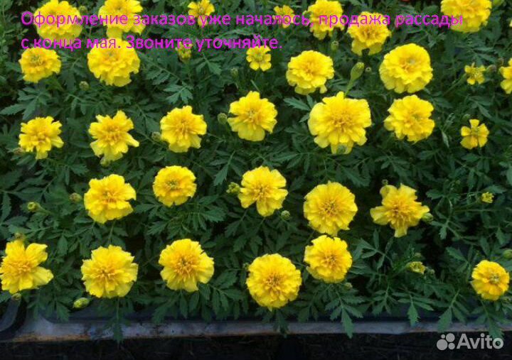 Рассада, астра, портулак, петуния, бархатцы