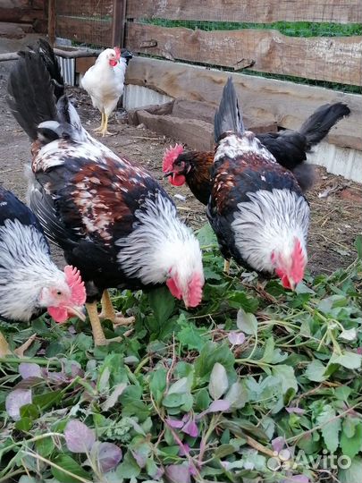 Петухи