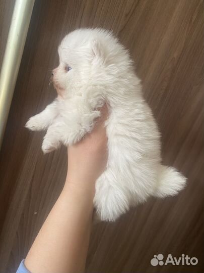 Померанский шпиц