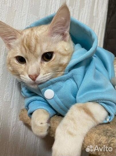 Котята в добрые руки даром