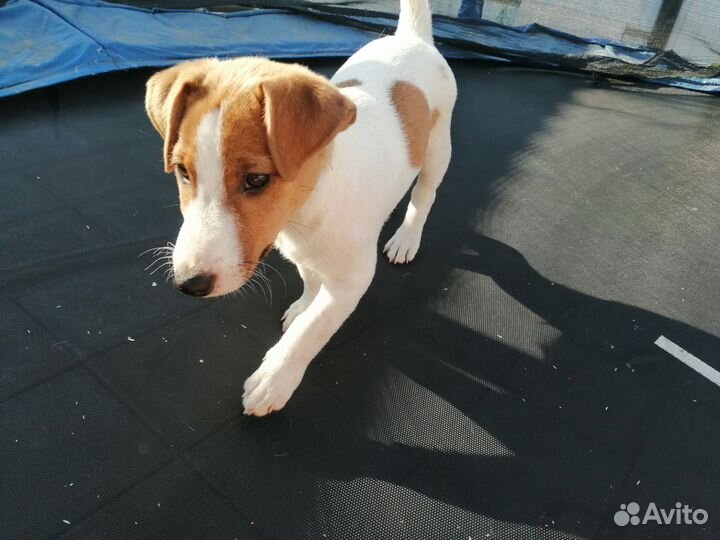 Щенки джек Рассел терьер