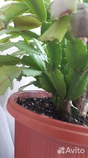 Декабрист шлюмберга