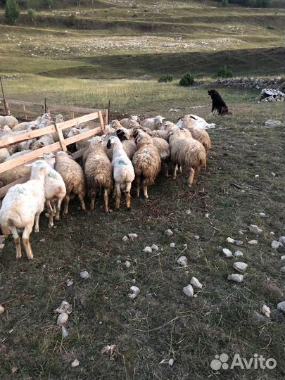 Овцы бараны ягнята