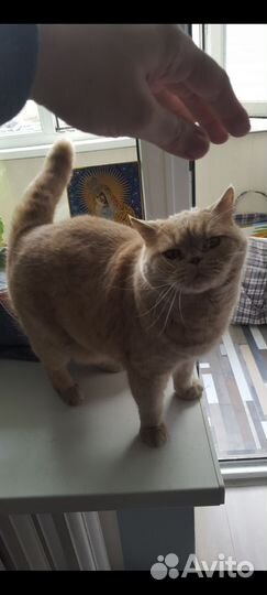Британский кот