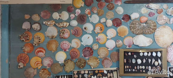 Морские ракушки раковины