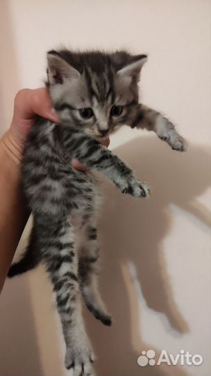 Котята шотландской вислоухой кошки