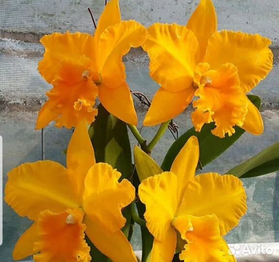 Орхидея каттлея