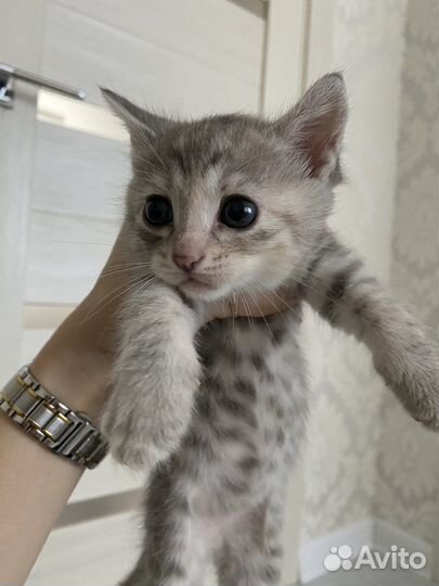 Кошки в добрые руки бесплатно