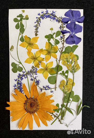 Сухоцветы микс