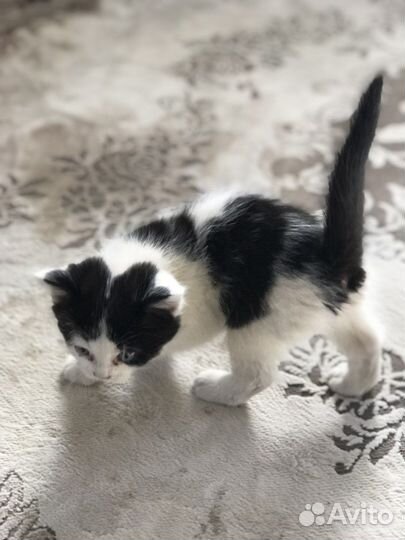 Отдам котика в добрые руки