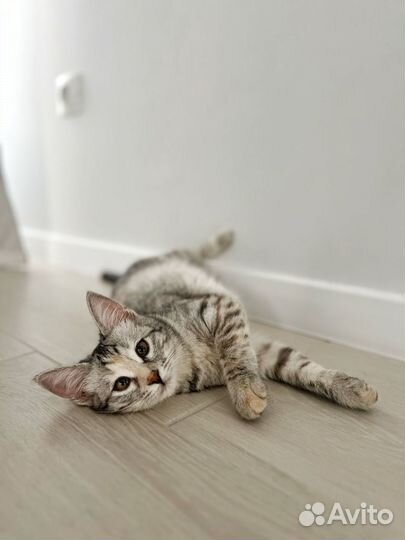 Кошечка ищет дом