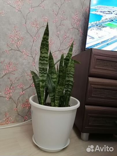 Сансевиерия