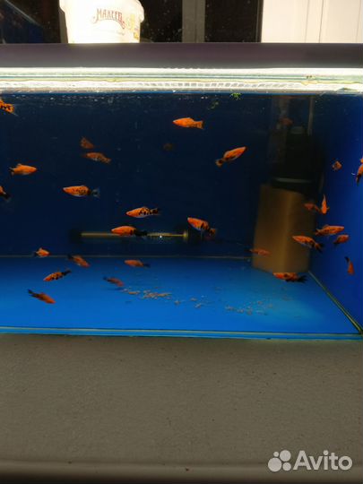 Меченосцы Тигровые/Красные