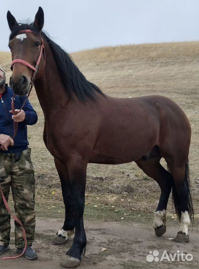 Русский рысак