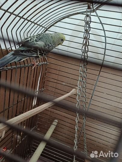 Волнистый попугай- самка