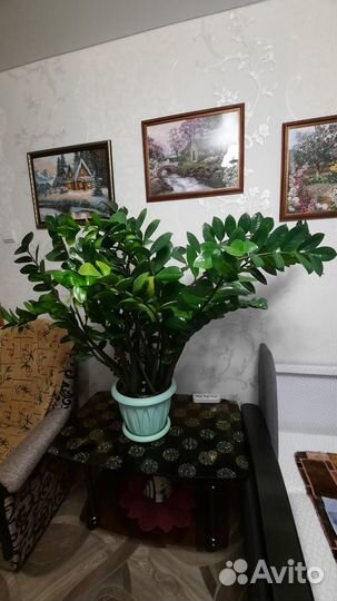 Замиокулькас долларовое дерево