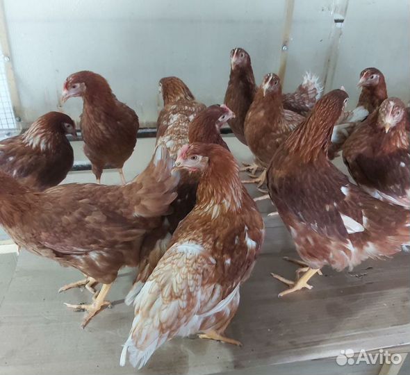 Куры Несушки