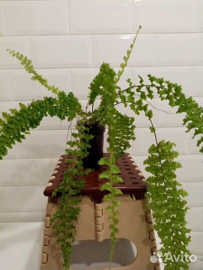 Папоротники