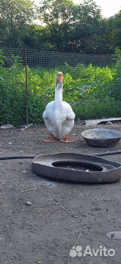 Холмогорские гуси