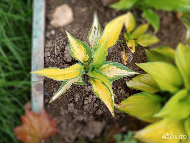 Хоста различные сорта