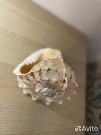Ракушка большая морская