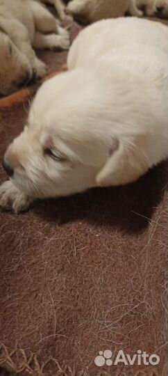 Щенки лабладора