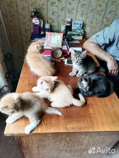 Отдадим котят в добрые руки