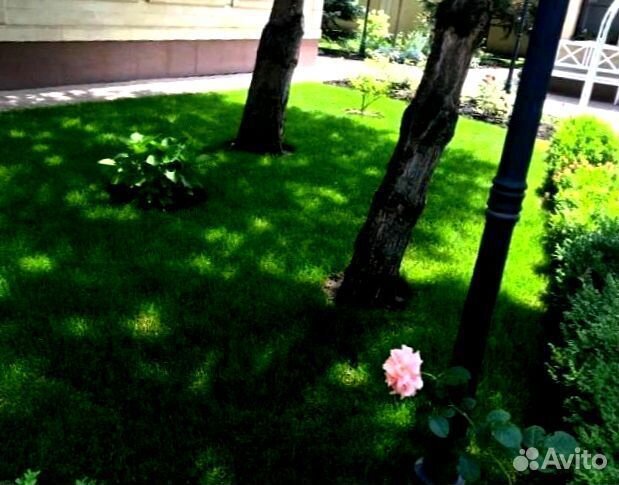 Рулонный газон