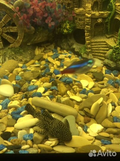 Аквариумные рыбки