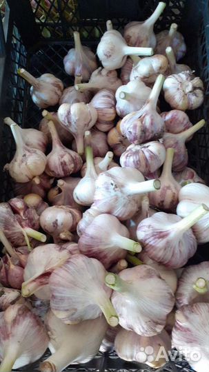 Домашние куриные яйца, чеснок