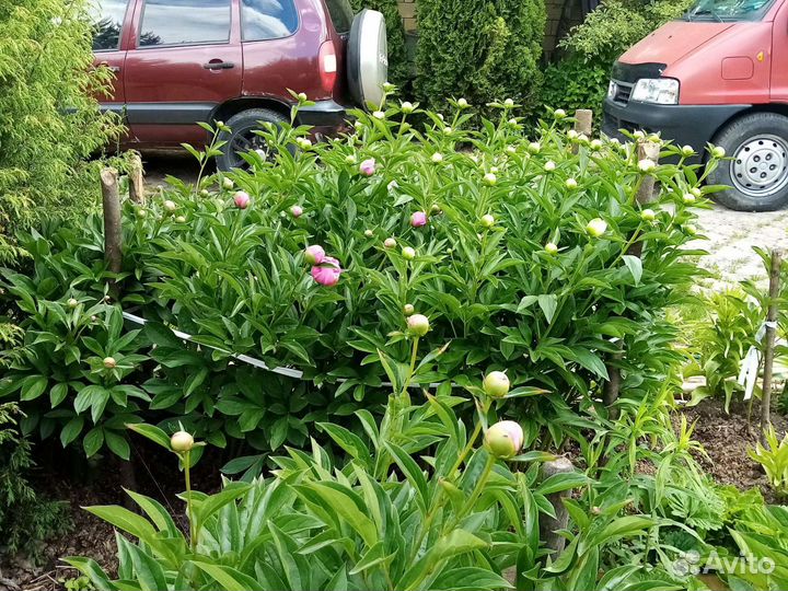 Пионы срезка