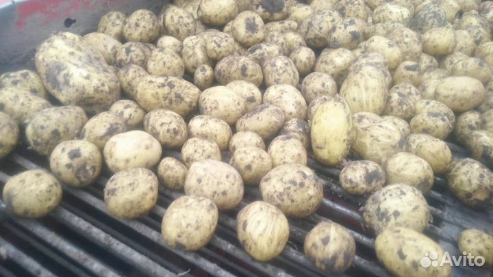 Продаем новый урожай картофель сорт Гала опт