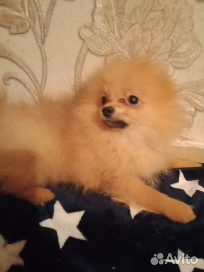 Шпиц Солнечный персик