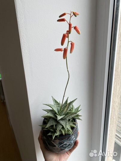 Кактусы и суккуленты в ракушке и без