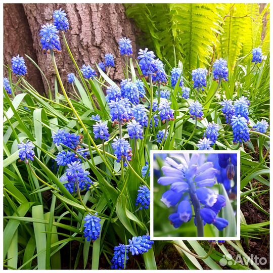 Первоцветы, Почвопокровники, Хризантемы, Гвоздики